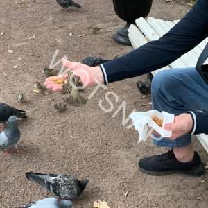 Feeding Birds