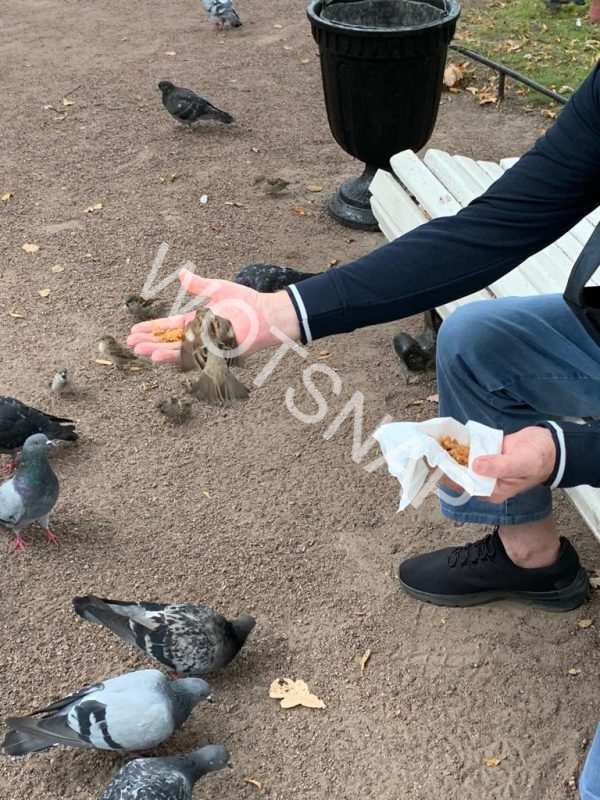 Feeding Birds